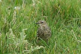 European Rock Pipit