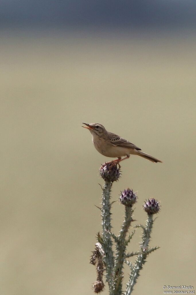 Pipit rousselineadulte