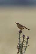 Pipit rousseline