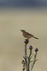 Pipit rousseline