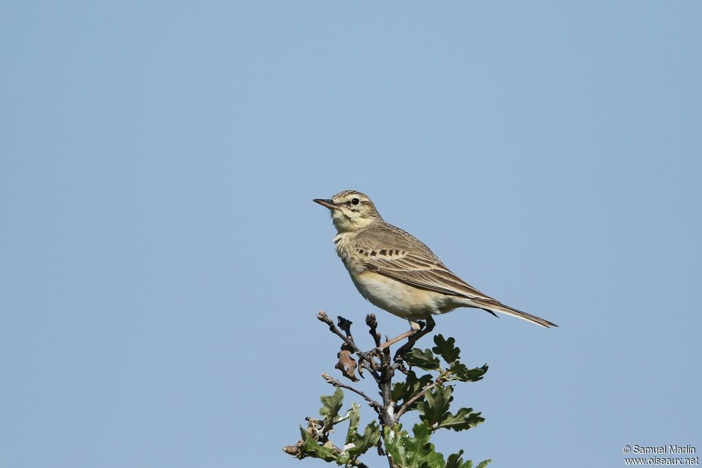 Pipit rousseline