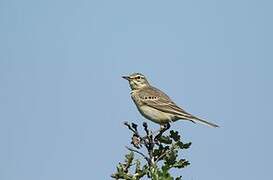 Tawny Pipit