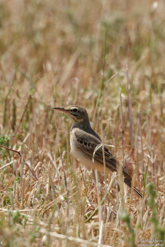 Pipit rousseline adulte