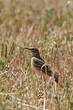 Pipit rousseline