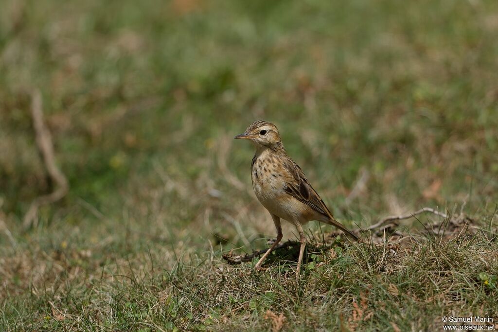 Pipit roussetadulte