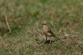 Paddyfield Pipit