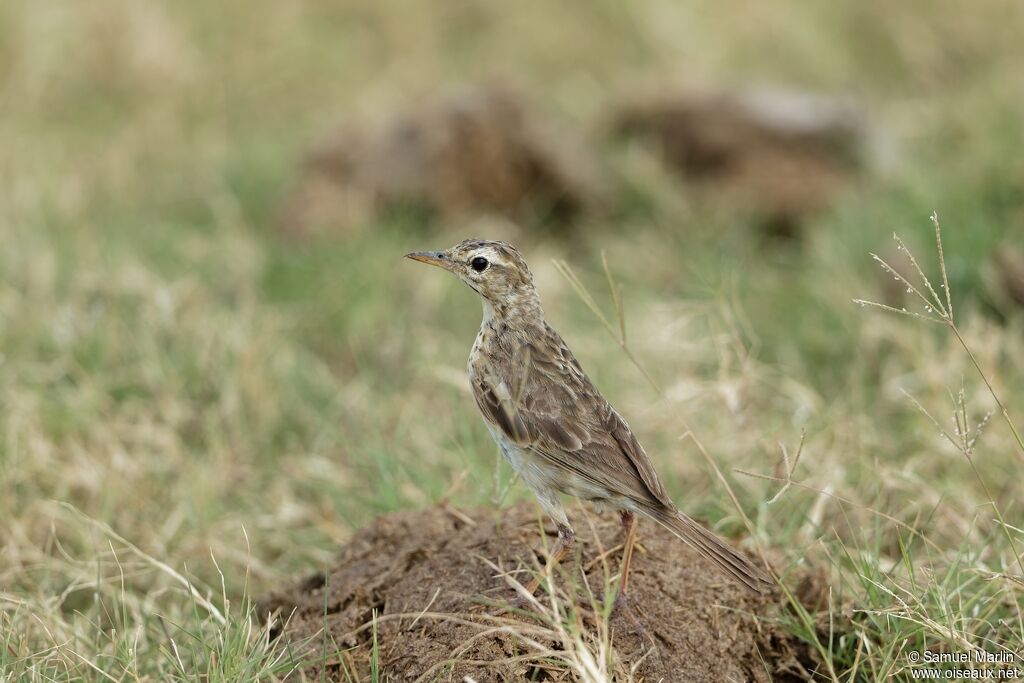 Paddyfield Pipitadult