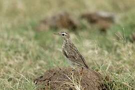 Paddyfield Pipit