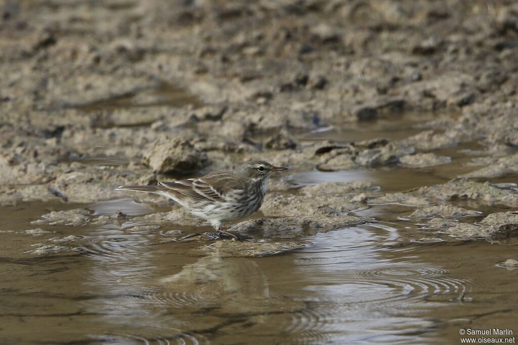 Pipit spioncelleadulte