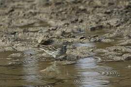 Water Pipit