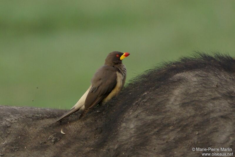Yellow-billed Oxpecker male adult