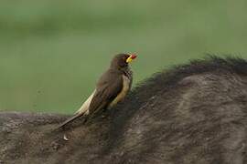 Yellow-billed Oxpecker