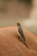 Yellow-billed Oxpecker