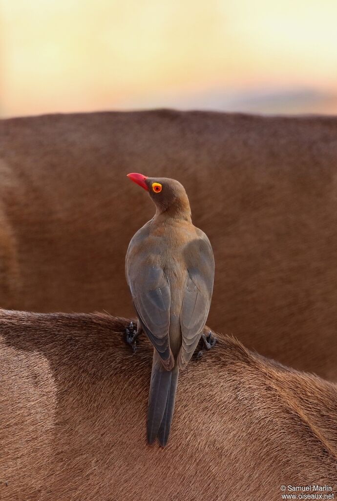 Red-billed Oxpeckeradult