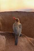 Red-billed Oxpecker