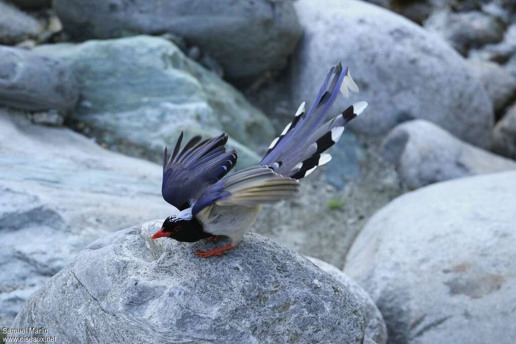 Red-billed Blue Magpieadult