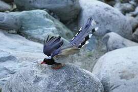 Red-billed Blue Magpie