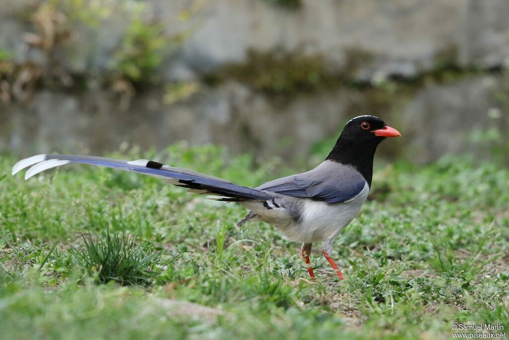 Red-billed Blue Magpieadult