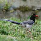 Pirolle à bec rouge