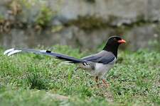 Pirolle à bec rouge