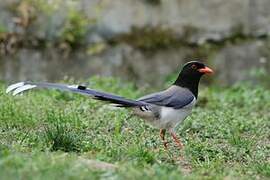 Pirolle à bec rouge