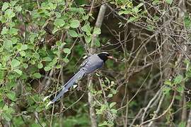 Red-billed Blue Magpie