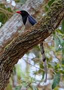 Red-billed Blue Magpie