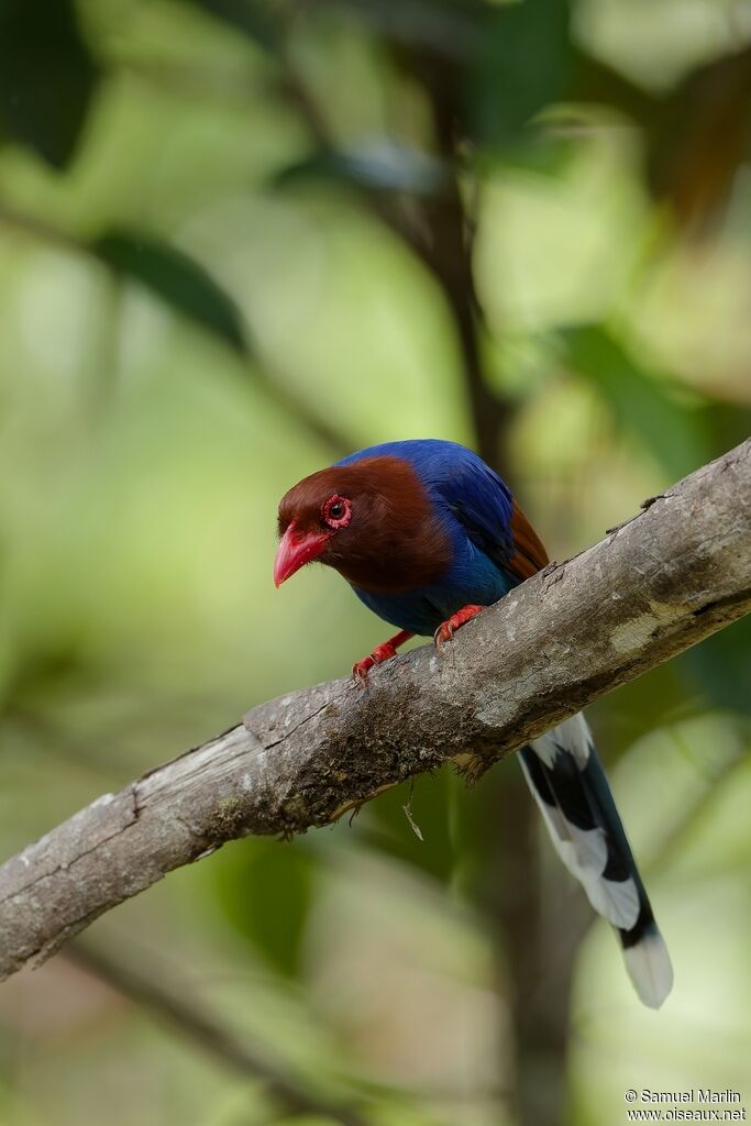 Sri Lanka Blue Magpieadult