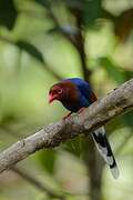 Sri Lanka Blue Magpie