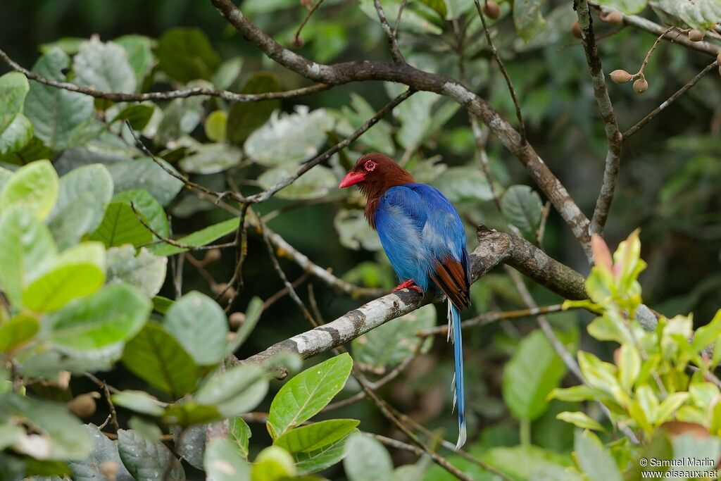 Sri Lanka Blue Magpieadult