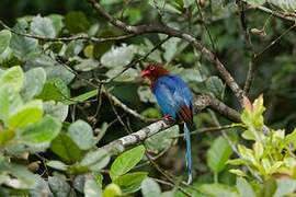 Sri Lanka Blue Magpie