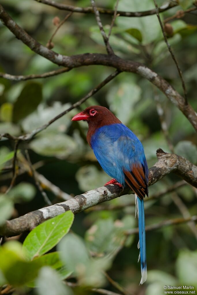 Sri Lanka Blue Magpieadult