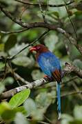 Sri Lanka Blue Magpie