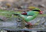 Pirolle verte
