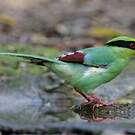 Pirolle verte