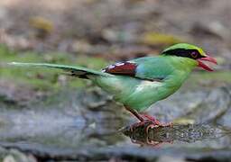 Pirolle verte