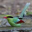 Pirolle verte
