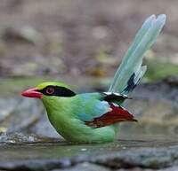 Pirolle verte