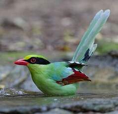Pirolle verte
