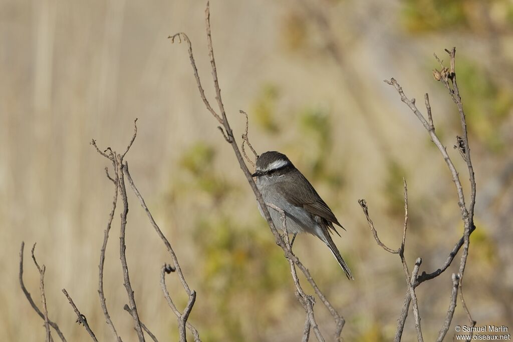 White-browed Chat-Tyrantadult