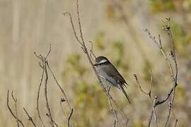 White-browed Chat-Tyrant