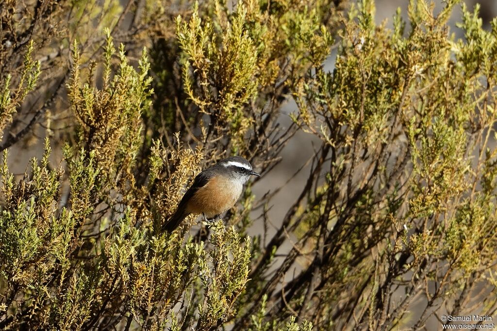 D'Orbigny's Chat-Tyrant male adult