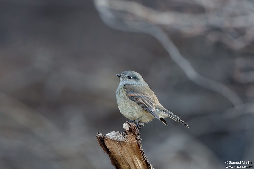 Patagonian Tyrantadult