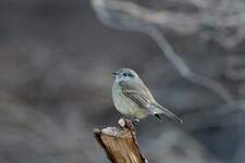 Pitajo de Patagonie