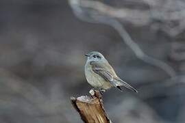 Patagonian Tyrant