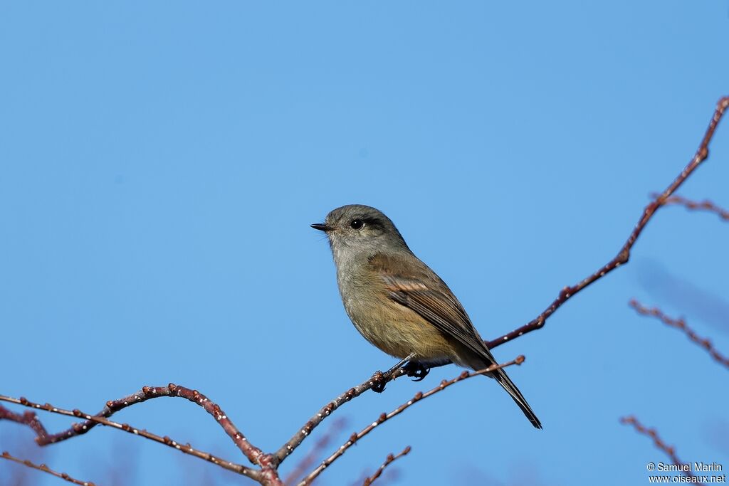 Patagonian Tyrantadult