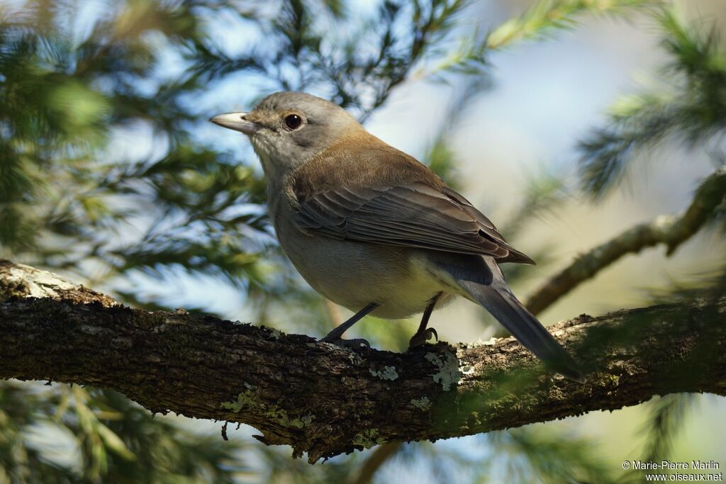 Pitohui gris femelle adulte