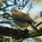 Pitohui gris