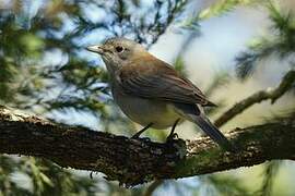 Grey Shrikethrush