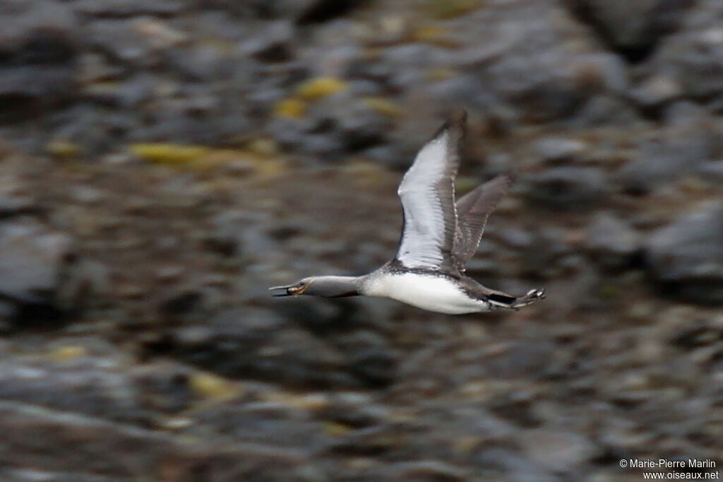 Red-throated Loon, Flight, fishing/hunting